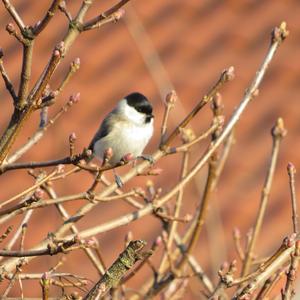 Marsh Tit