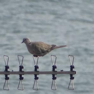 Eurasian Collared-dove