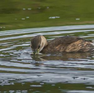 Little Grebe