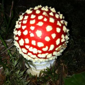 Fly Agaric