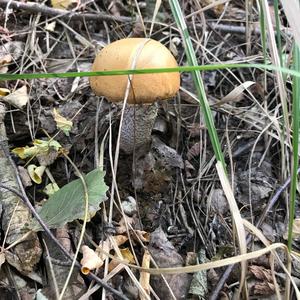 Red-capped Scaber Stalk