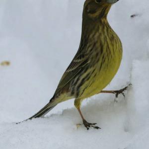 Yellowhammer