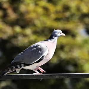 Common Wood-pigeon