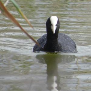 Bläßhuhn