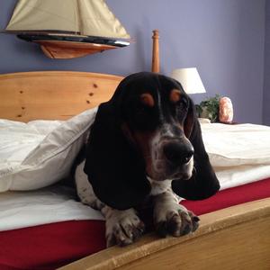 Basset Hound