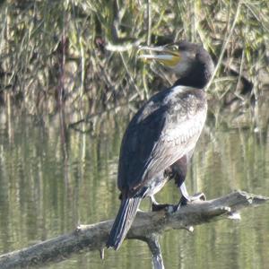 Great Cormorant