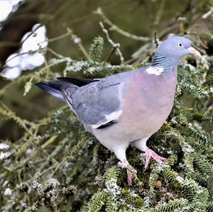 Common Wood-pigeon