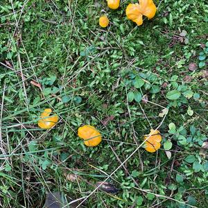 Chanterelle, Common