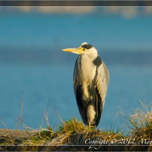 Grey Heron