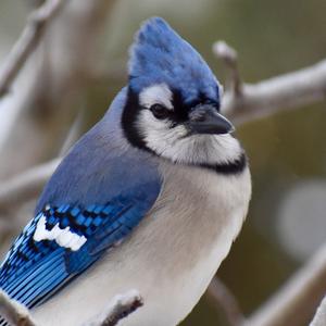 Blue Jay