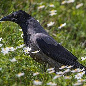 Hooded Crow