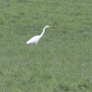 Great Egret