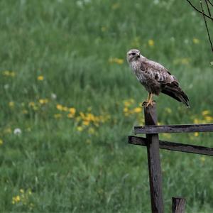 Mäusebussard