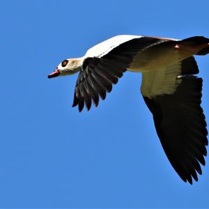 Nilgans