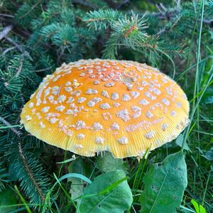 Fly Agaric