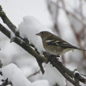 Eurasian Chaffinch