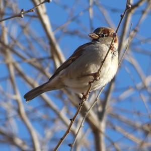 House Sparrow