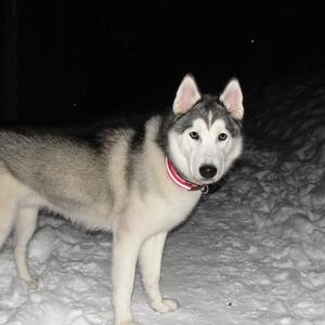 Siberian Husky