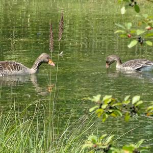 Greylag Goose