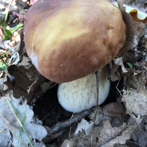 King Bolete