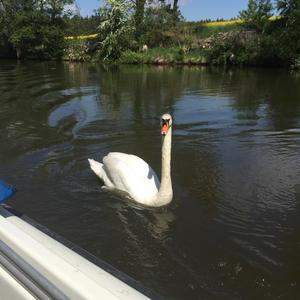 Mute Swan