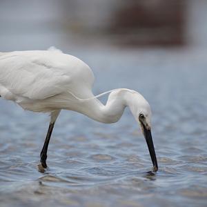 Little Egret