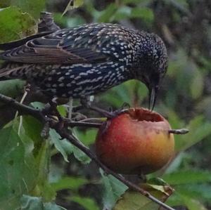 Common Starling