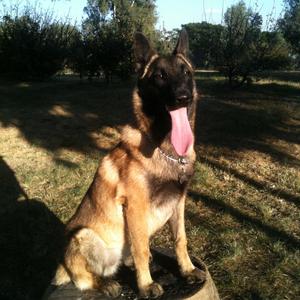 Belgian Malinois