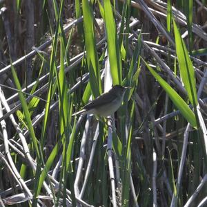 Eurasian Reed-warbler