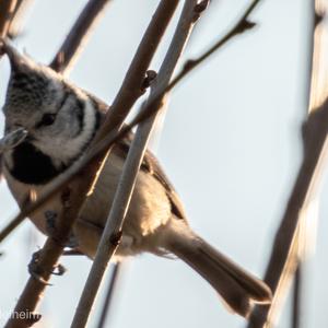 Crested Tit