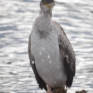 European Shag