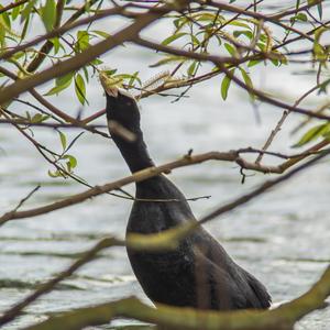 Bläßhuhn