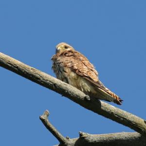 Common Kestrel