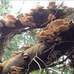 Oyster Mushroom