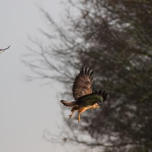 Common Buzzard