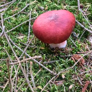 Tall Russula