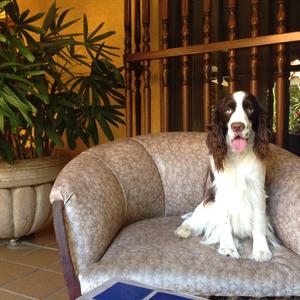 Spaniel (English Springer)