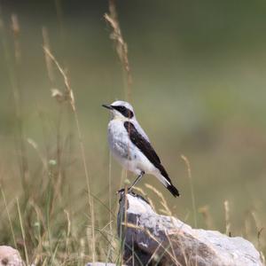 Northern Wheatear