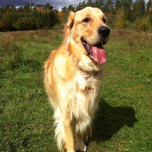 Retriever (Golden)