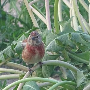 Eurasian Linnet