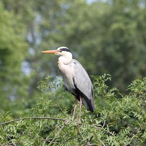 Grey Heron