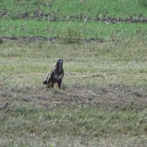 Common Buzzard