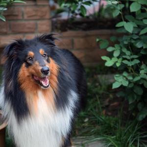 Rough Collie