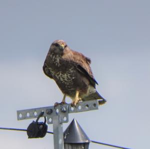 Common Buzzard