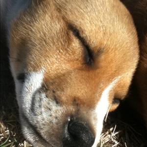 Unknown Breed