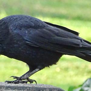 Carrion Crow