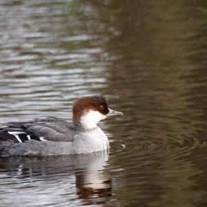 Smew