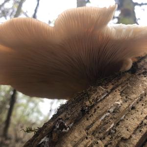 Oyster Mushroom