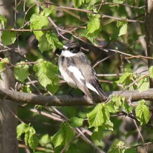 European Pied Flycatcher