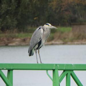 Grey Heron